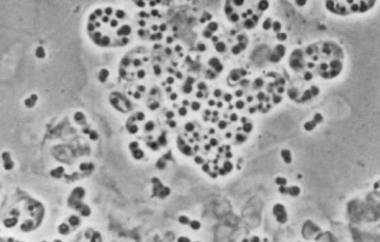 Beijerinckia mobilis