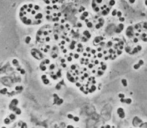 Beijerinckia mobilis