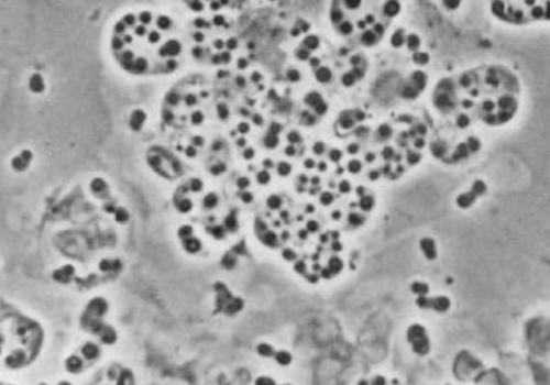 Beijerinckia mobilis