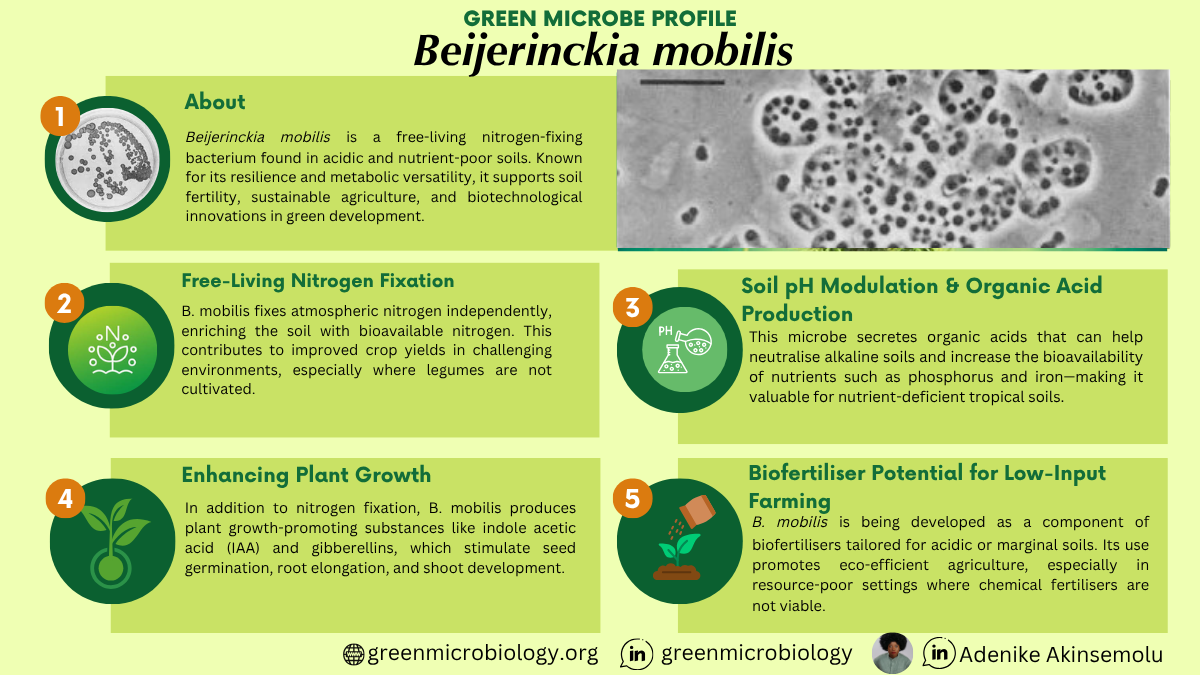 Beijerinckia mobilis
