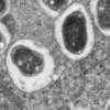 Bradyrhizobium japonicum