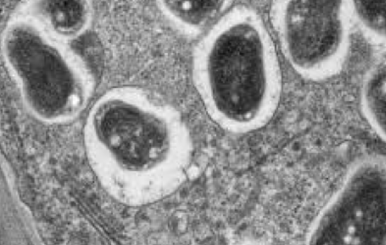 Bradyrhizobium japonicum