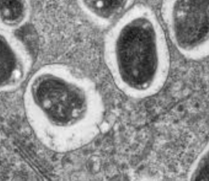 Bradyrhizobium japonicum