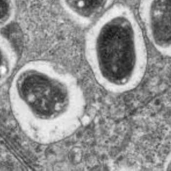 Bradyrhizobium japonicum
