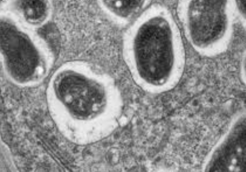 Bradyrhizobium japonicum