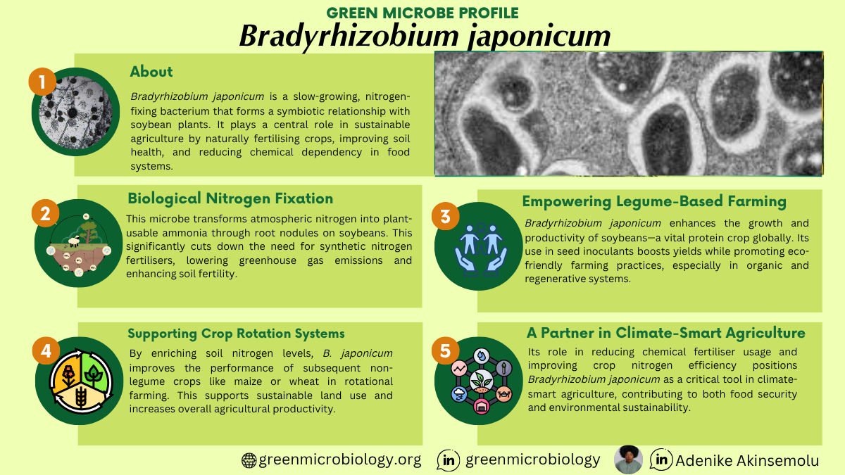 Bradyrhizobium japonicum