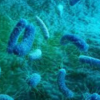 Burkholderia cepacia