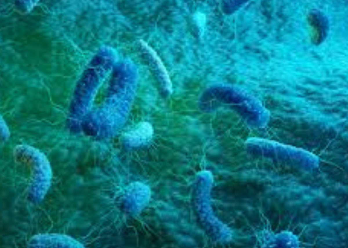 Burkholderia cepacia