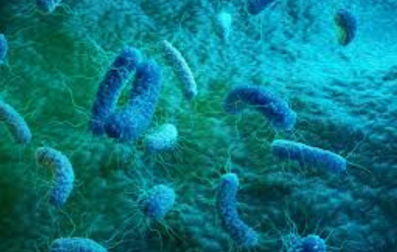 Burkholderia cepacia