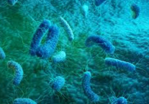Burkholderia cepacia