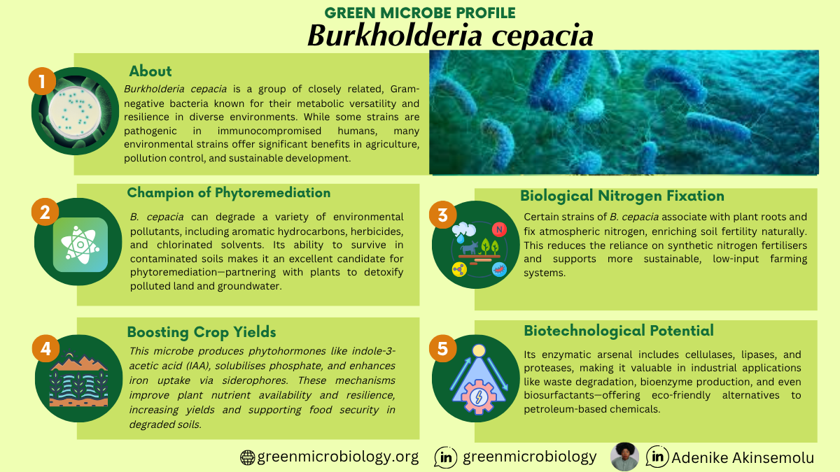 Burkholderia cepacia