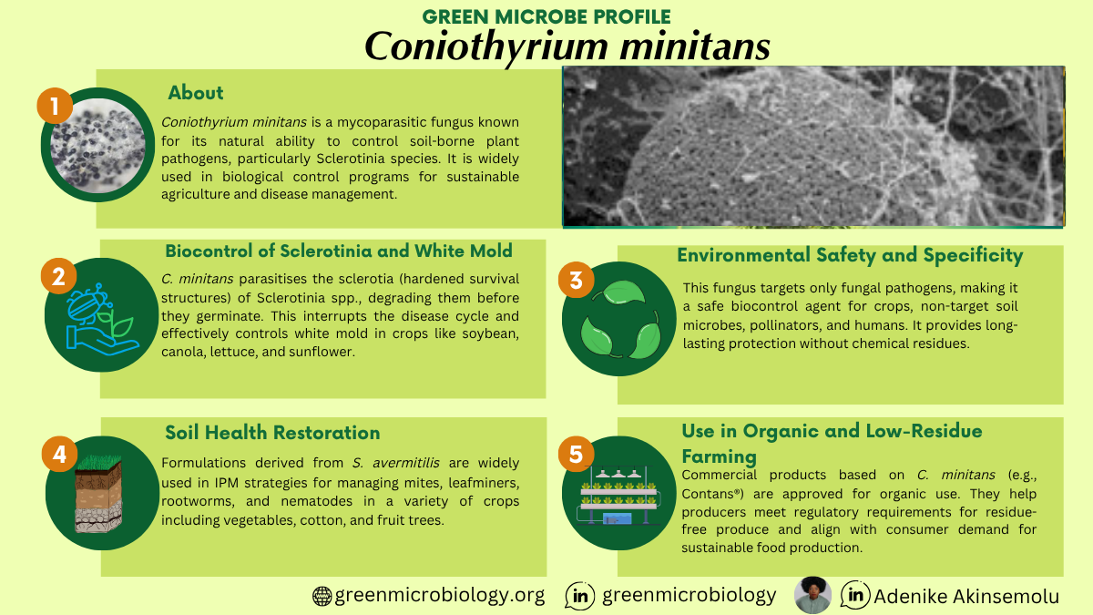 Coniothyrium minitans