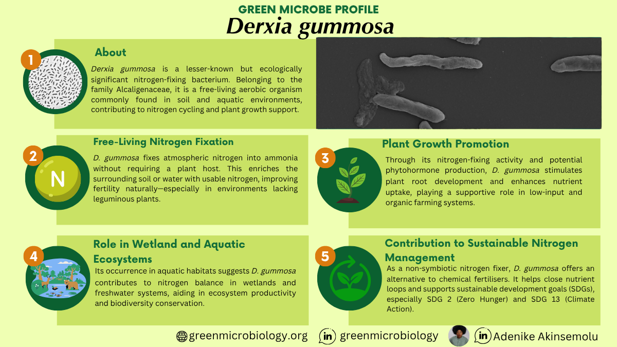 Derxia gummosa