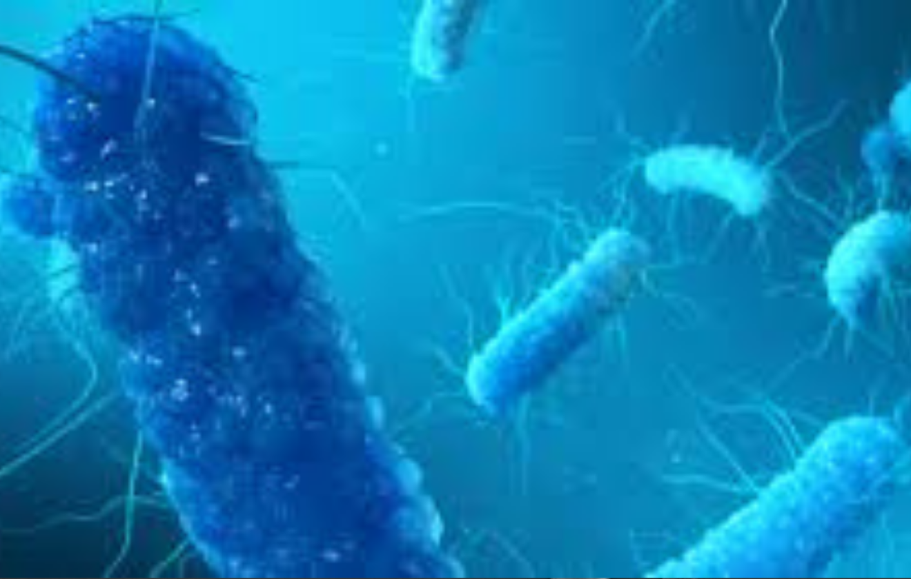 Enterobacter cloacae