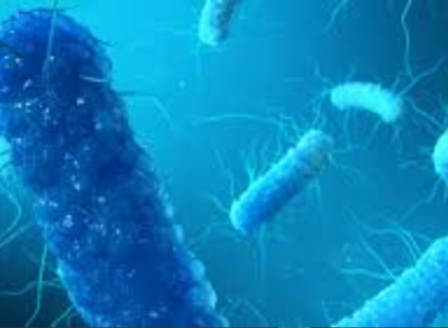 Enterobacter cloacae