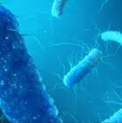 Enterobacter cloacae