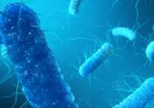 Enterobacter cloacae