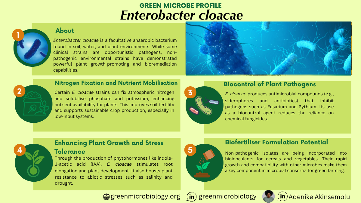 Enterobacter cloacae