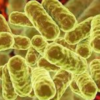 Enterobacter spp