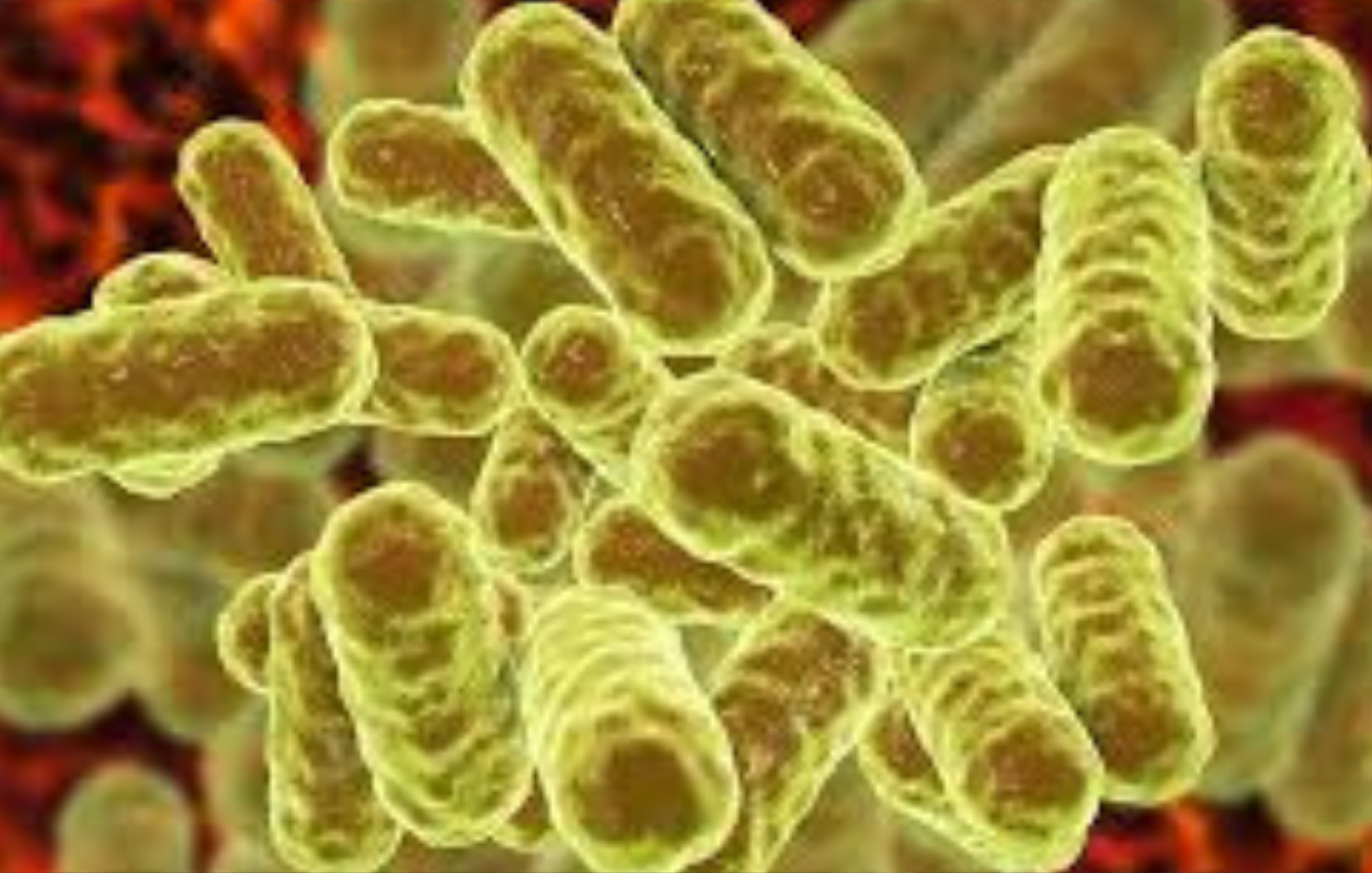Enterobacter spp