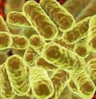 Enterobacter spp