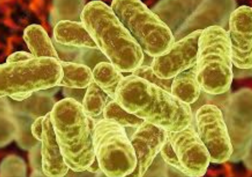Enterobacter spp