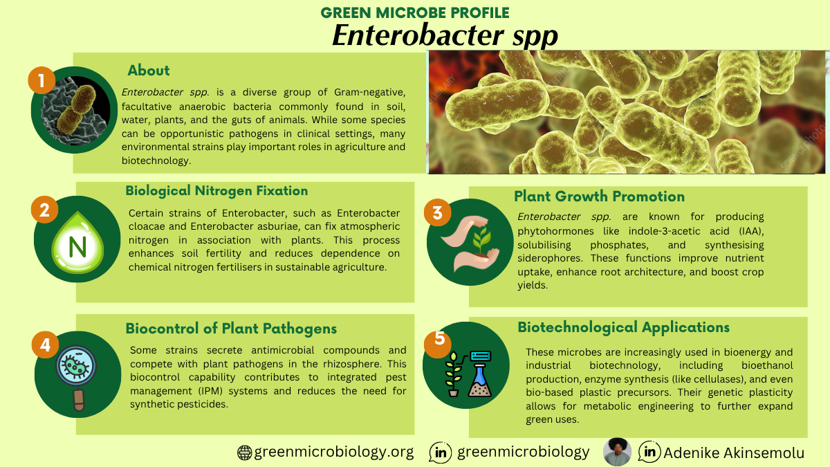 Enterobacter spp