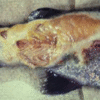 Flavobacterium columnare