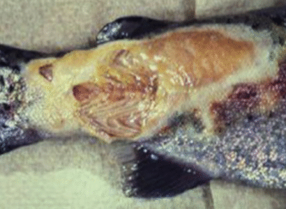 Flavobacterium columnare