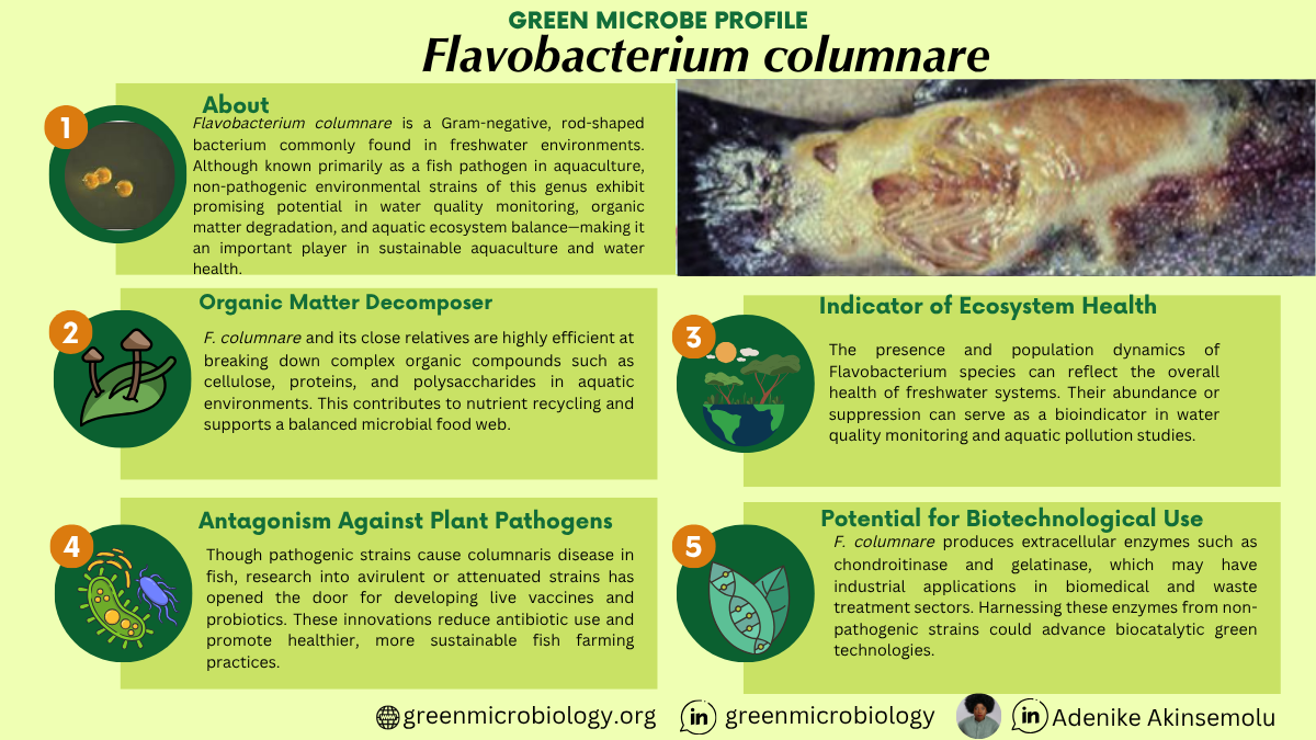 Flavobacterium columnare