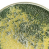 Gliocladium virens