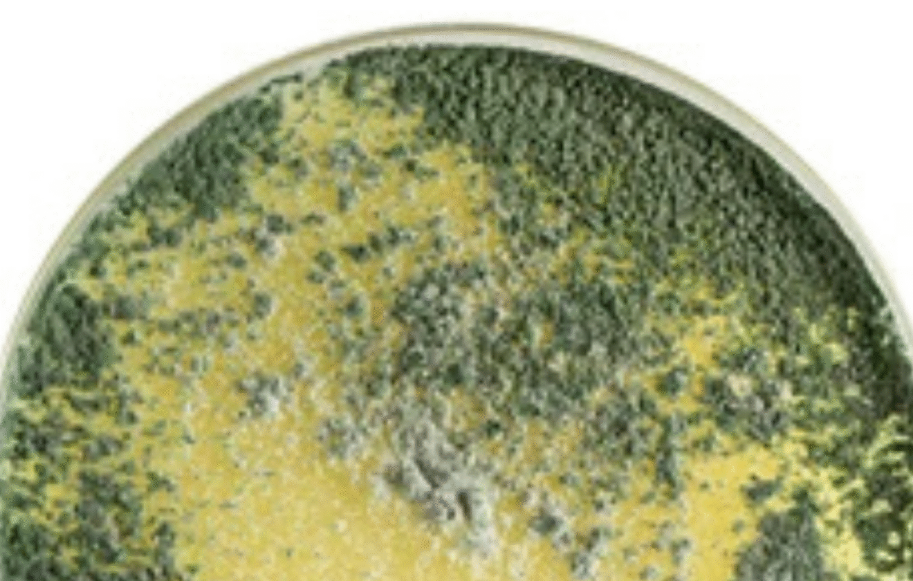 Gliocladium virens