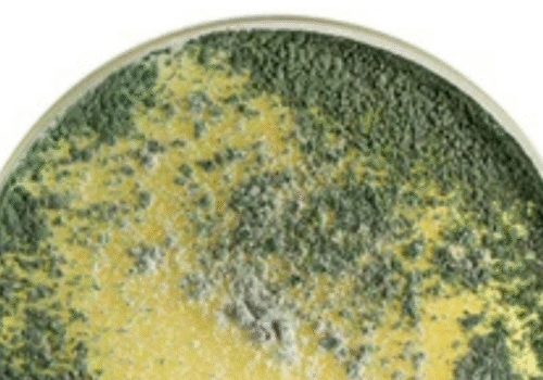 Gliocladium virens