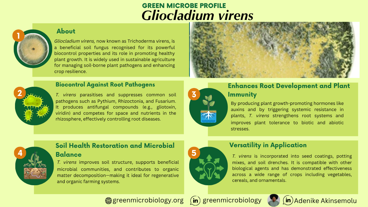 Gliocladium virens