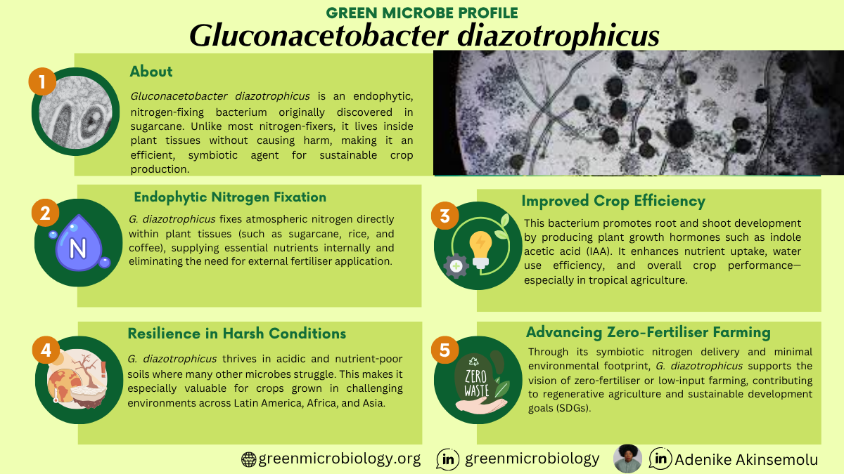 Gluconacetobacter diazotrophicus