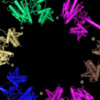 Herbaspirillium-seropedicae