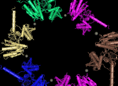 Herbaspirillium-seropedicae