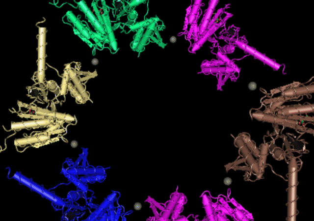 Herbaspirillium-seropedicae