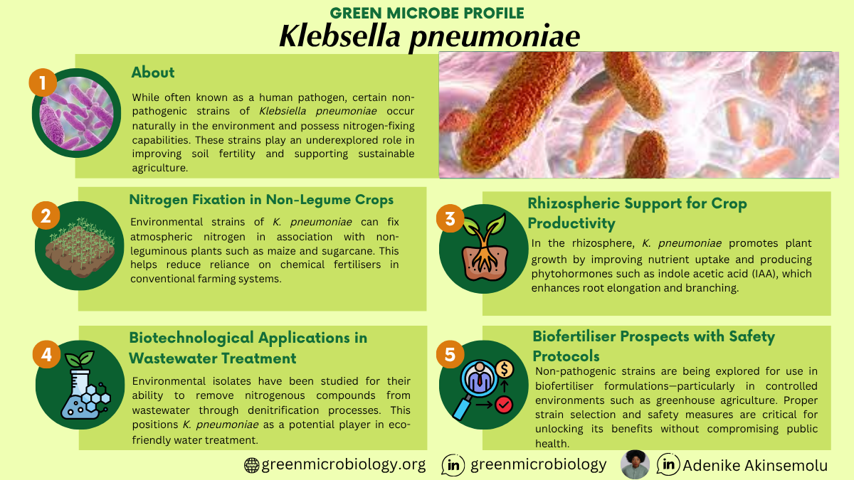 Klebsiella pneumoniae