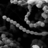 Paecilomyces lilacinus