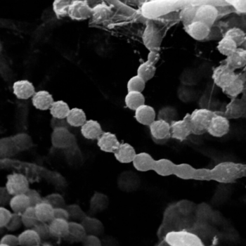 Paecilomyces lilacinus