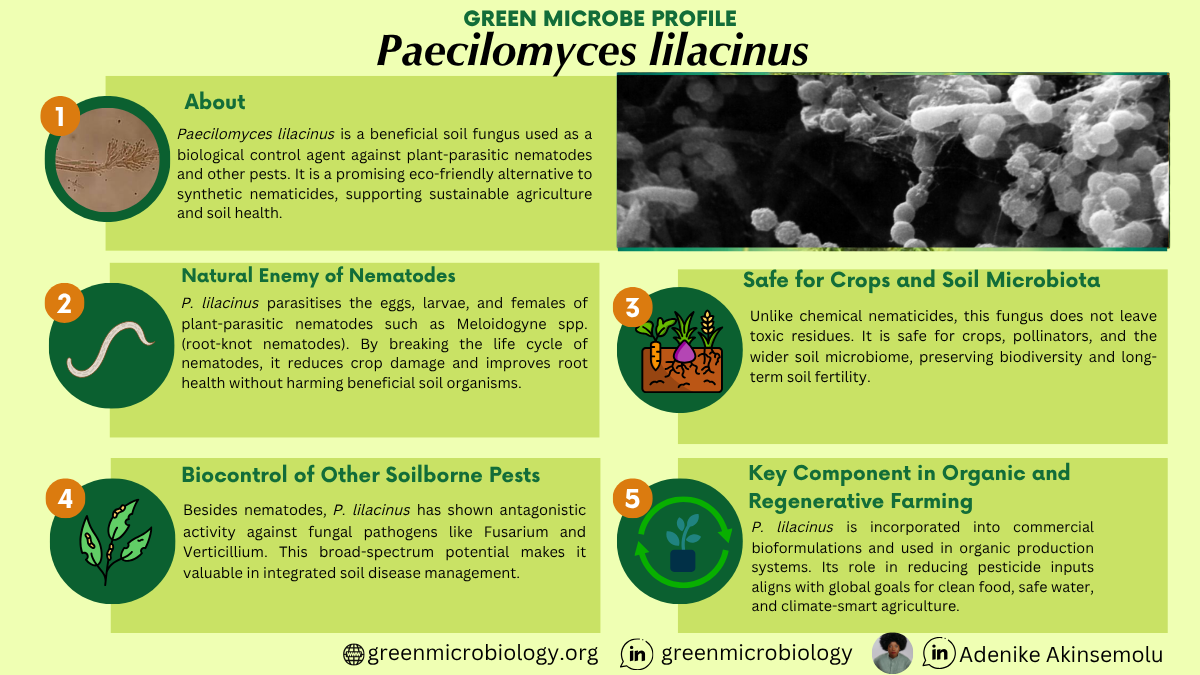 Paecilomyces lilacinus