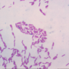 Paenibacillus polymyxa