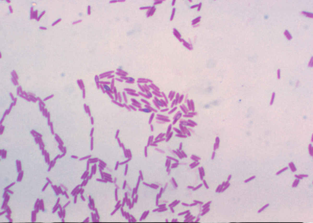 Paenibacillus polymyxa