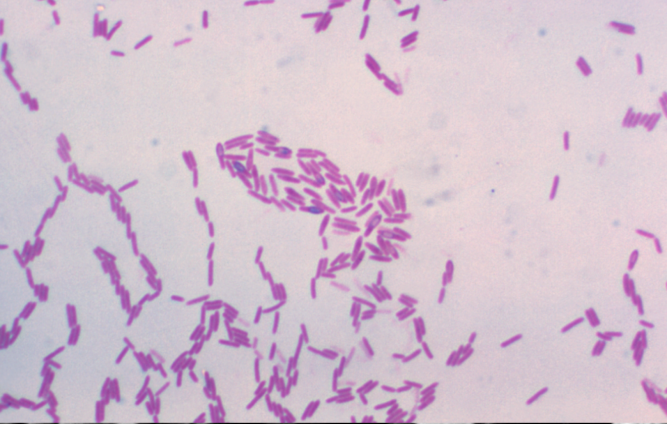 Paenibacillus polymyxa