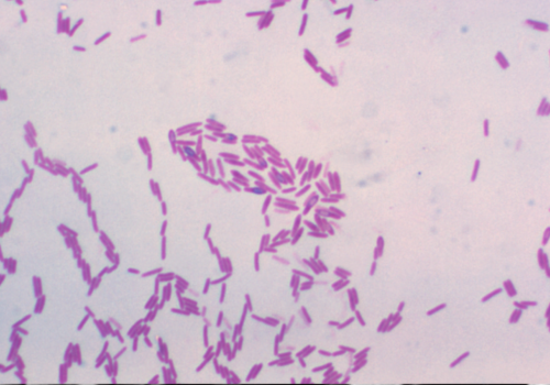 Paenibacillus polymyxa