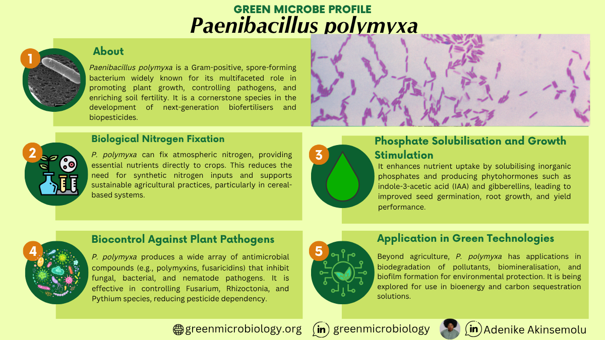 Paenibacillus polymyxa