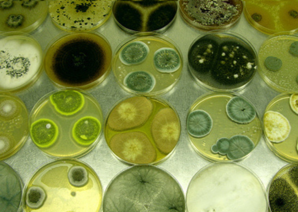 Penicillium bilaii