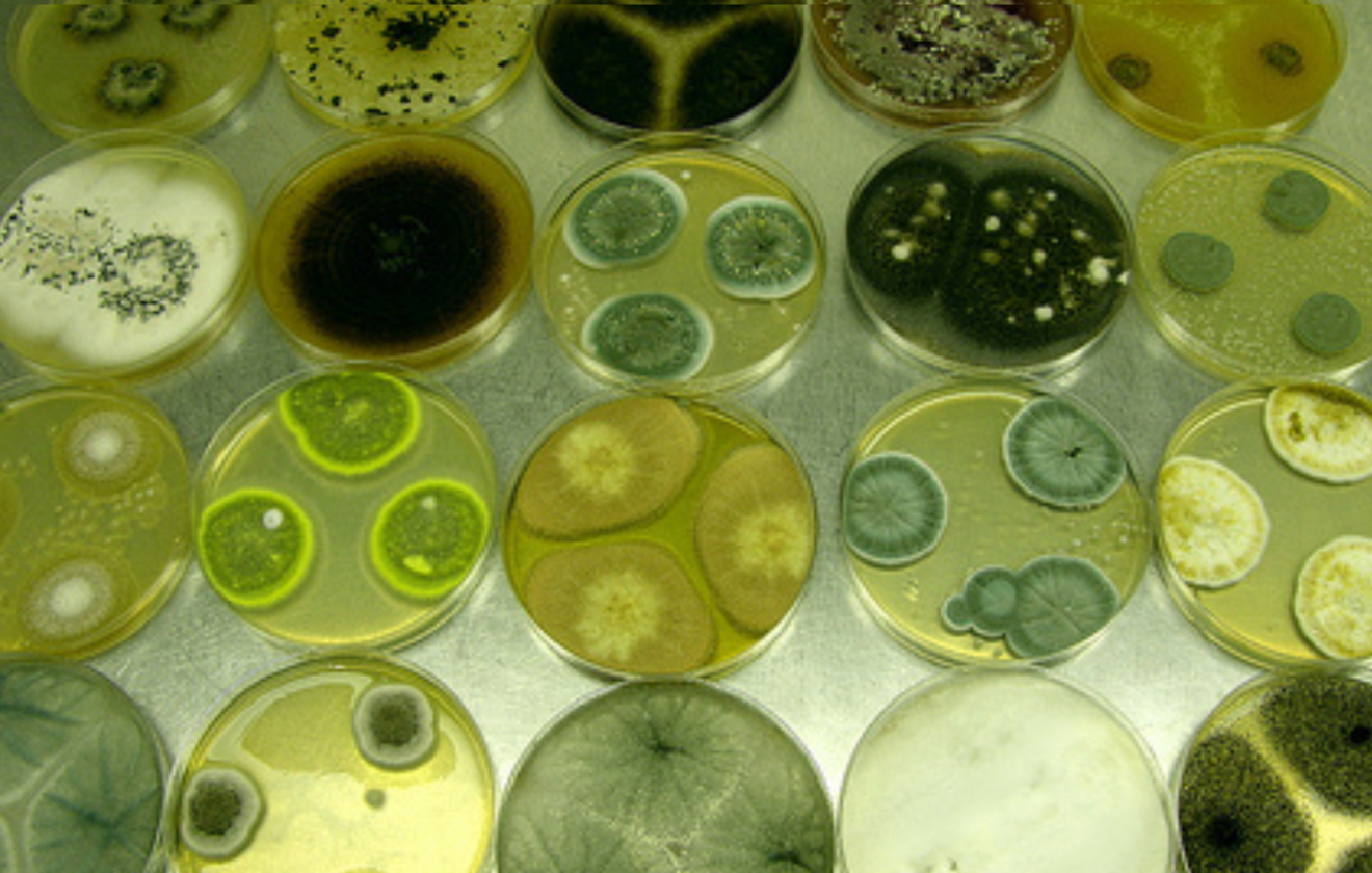 Penicillium bilaii