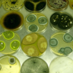 Penicillium bilaii